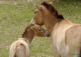 /album/fotogaleria-kosicka-zoologicka-zahrada-/krst-20101-jpg/