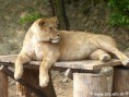 /album/fotogaleria-kosicka-zoologicka-zahrada-/obrazek0145-jpg/